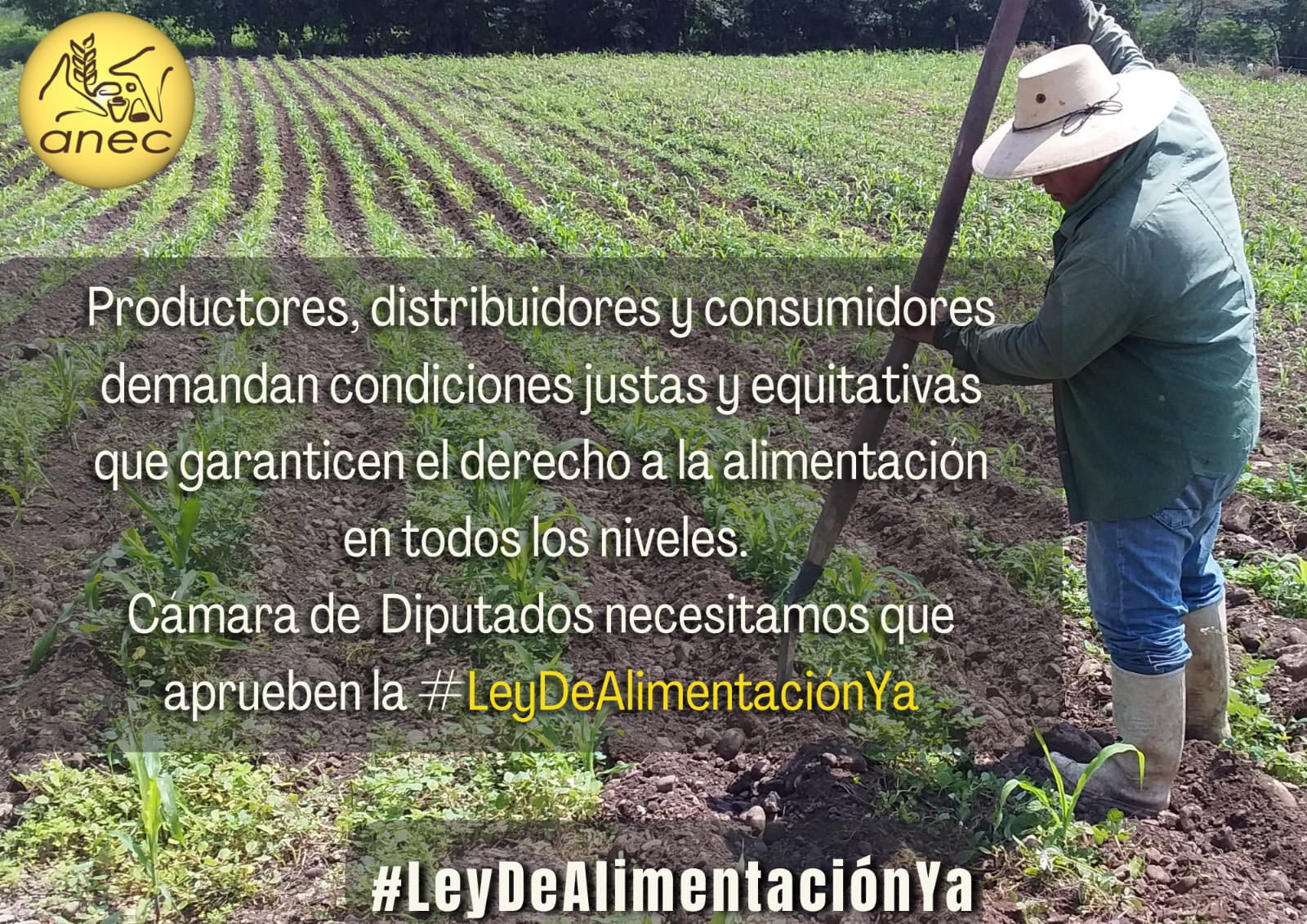 leydealimentacion2web